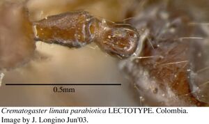 Crematogaster carinata jtl056039 d 2 high.jpg