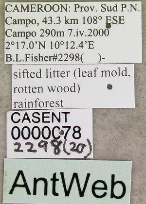 Dolioponera fustigera casent0000078 label 1.jpg