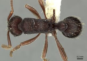 Gnamptogenys wheeleri inbiocri002281364 d 1 high.jpg