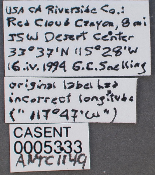 File:Neivamyrmex nyensis casent0005333 label 1.jpg