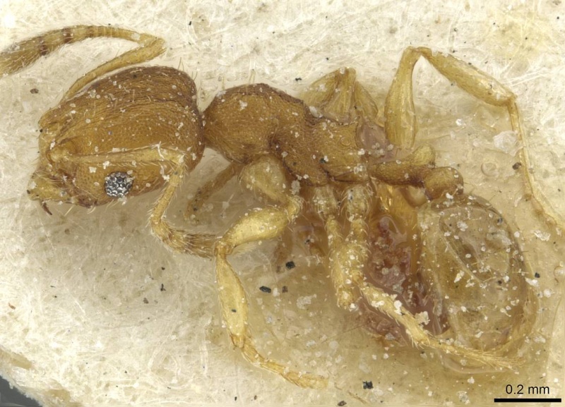 File:Pheidole breviseta casent0913281 p 1 high.jpg