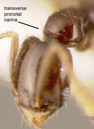 Pheidole laselvoides CASENT0635481 p2.jpg