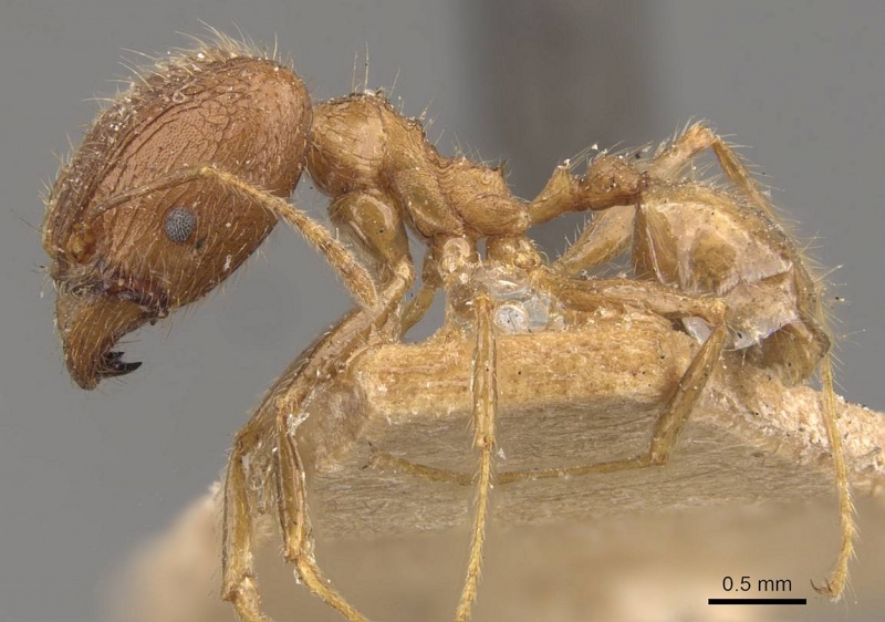 File:Pheidole multidens casent0907928 p 1 high.jpg