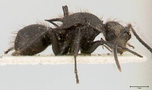 Polyrhachis antennata focol0441 p 2 high.jpg