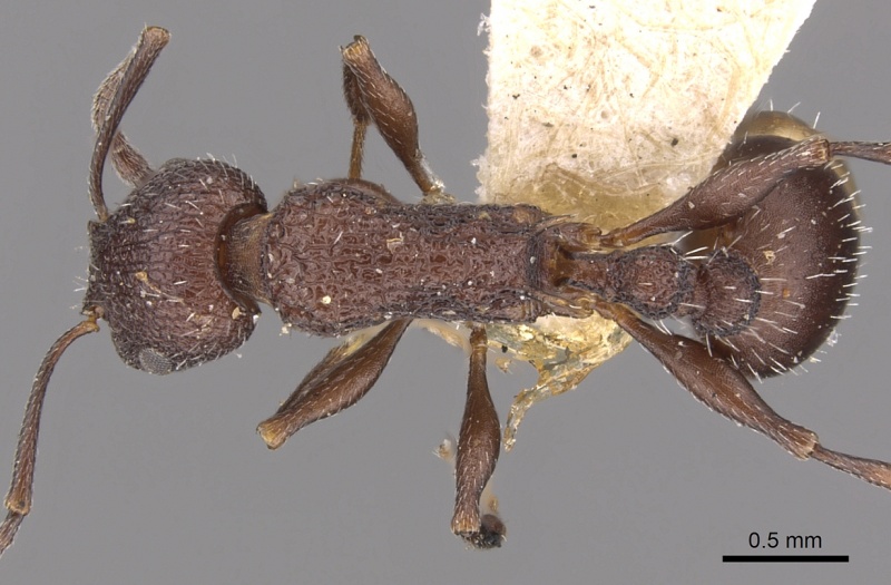 File:Temnothorax bugnioni D casent0901777.jpg