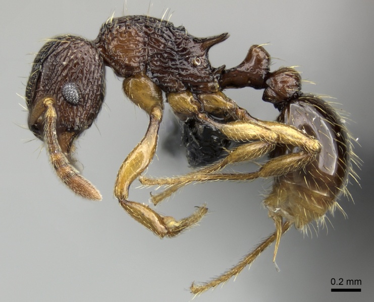 File:Tetramorium sargina casent0487390 p 1 high.jpg