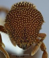 Calyptomyrmex loweryi ANIC32-051639 head 50-Antwiki.jpg