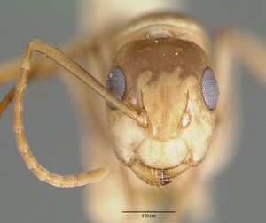 Camponotus macilentus castype00451-01 head 1.jpg