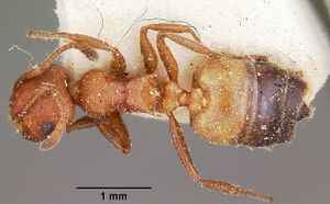 Crematogaster tricolor casent0104591 d 1 high.jpg