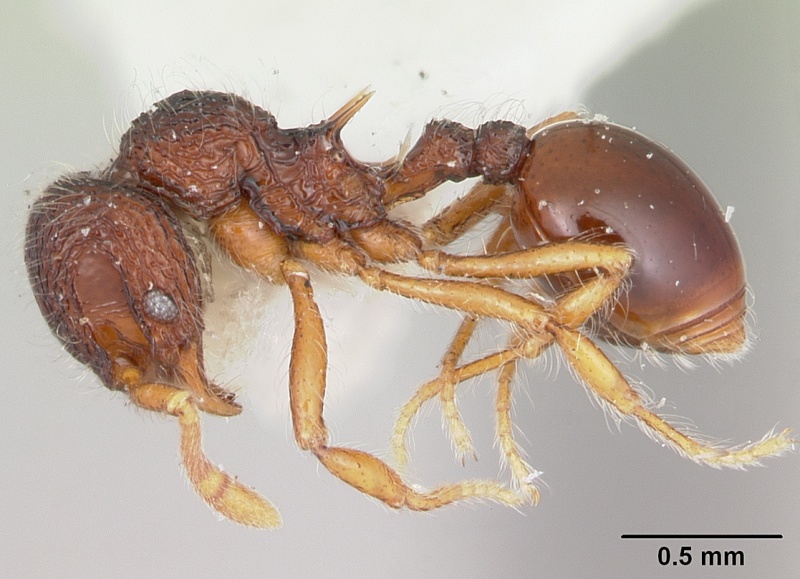 File:Lachnomyrmex lattkei casent0173879 profile 1.jpg