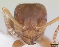 Lasius minutus casent0104880 head 1.jpg