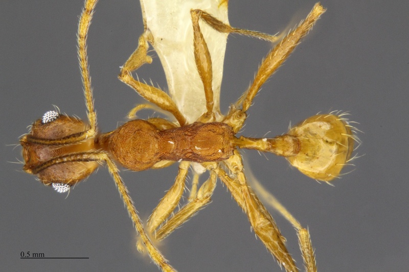 File:MCZ-ENT00512177 Pheidole cf tenuinodis minor had.jpg