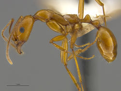 Mcz-ent00668578 Aphaenogaster boulderensis hal.jpg