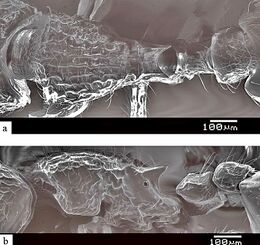 Myrmecina nomurai F36ab.jpg