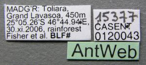 Nesomyrmex modestus casent0120043 l 1 high.jpg