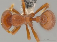 Octostruma planities D casent0619872.jpg