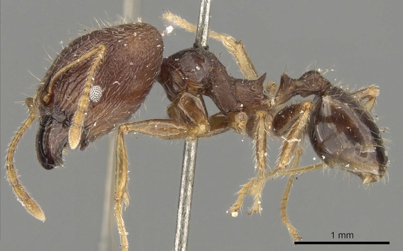 File:Pheidole aurivillii casent0901299 p 1 high.jpg