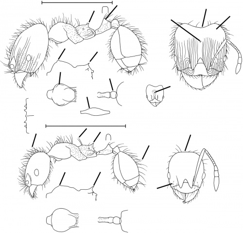 Pheidole viriosa Wilson 2003.jpg