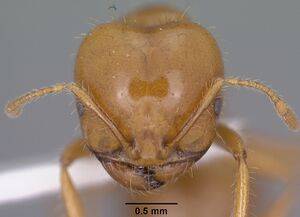 Solenopsis amblychila casent0102897 head 1.jpg