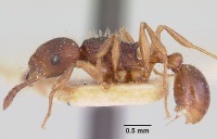 Tetramorium steinheili casent0101257 profile 1.jpg