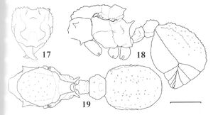 Trachymyrmex holmgreni queen.jpg