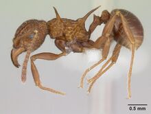 Acanthomyrmex basispinosus casent0178575 profile 1.jpg