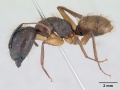 Camponotus atriceps casent0178616 profile 1.jpg