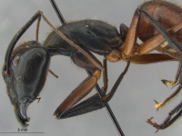 Camponotus gigas L.jpg