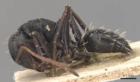Camponotus grandidieri eumendax casent0905423 p 1 high.jpg