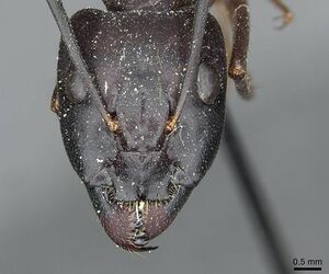 Camponotus magister casent0913716 h 1 high.jpg
