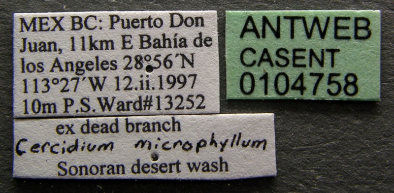 File:Camponotus mina casent0104758 label 1.jpg