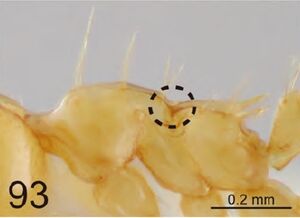 Crematogaster philippinensis P2.jpg