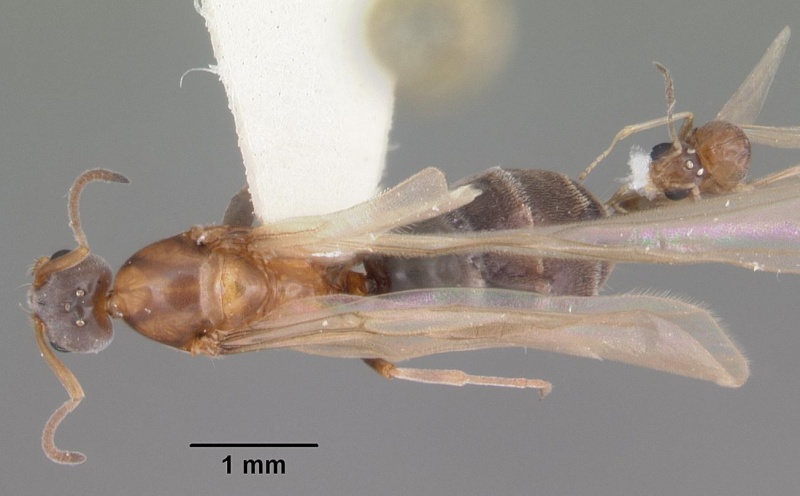 File:Forelius pruinosus casent0103908 dorsal 1.jpg
