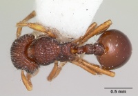 Lachnomyrmex lattkei casent0173879 dorsal 1.jpg