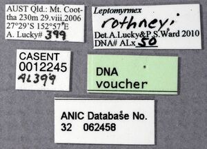 Leptomyrmex rothneyi ANIC32-062458 labels-Antwiki.jpg