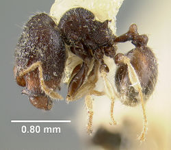 MCZ-ENT00031796 Pheidole fantasia hal.jpg