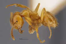 MCZ-ENT00670718 Lasius coloradensis hal3-2.jpg