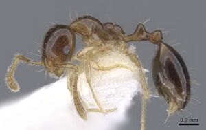 Monomorium noxitum casent0902240 p 1 high.jpg