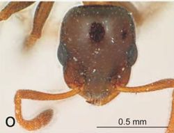 Nesomyrmex larsenae H.jpg