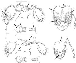 Pheidole madrensis Wilson 2003.jpg