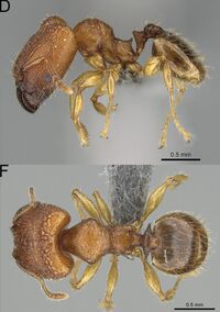 Pheidole masoala F77df.jpg