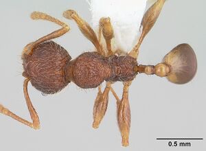 Pheidole rugatula casent0178052 dorsal 1.jpg