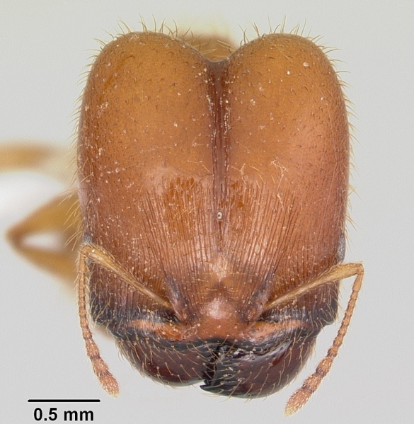 File:Pheidole spadonia casent0104752 head 1.jpg