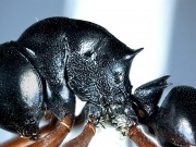 Polyrhachis barryi 40N side CZ AntWiki.jpg