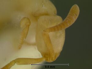 Probolomyrmex dammermaniH11.5.jpg