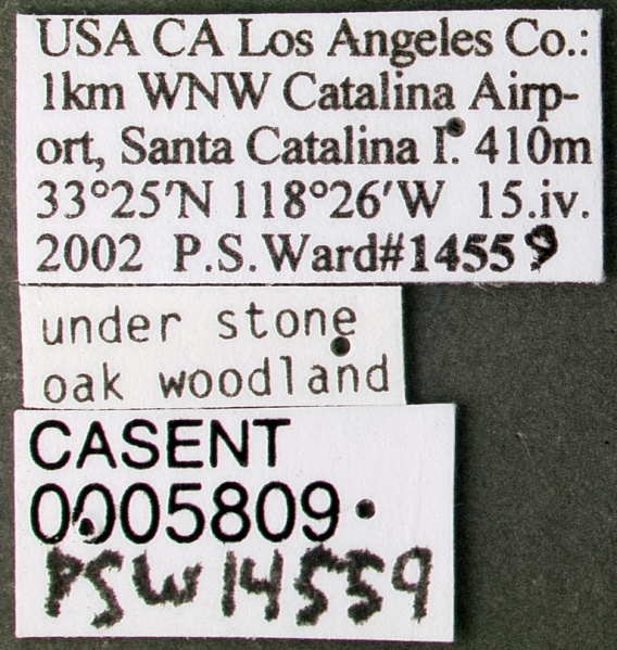 File:Solenopsis texana catalinae casent0005809 label 1.jpg