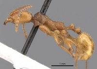 Aphaenogaster sardoa casent0900461 p 1 high.jpg