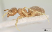 Bothriomyrmex pubens casent0103283 p 1 high.jpg