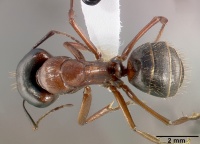 Camponotus dumetorum casent0005342 dorsal 1.jpg