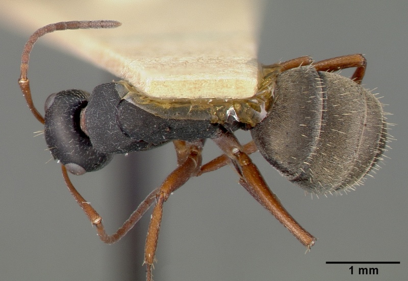 File:Camponotus planus castype00457-01 dorsal 1.jpg